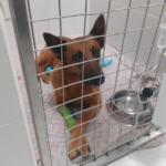 Hospital Veterinari Costabrava (Palafrugell)