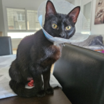 Clínica Veterinària Cinos (Cassà de la Selva)