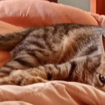 Clínica Veterinària Cinos (Cassà de la Selva)