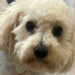 4 Potes Centre Veterinari (Segur de Calafell)