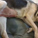 Clínica veterinària 1001 (Banyoles)