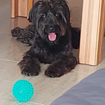 Clínica Veterinària Ignasi Mir (Lloret de Mar)