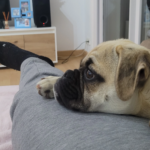 Clínica Veterinària Banyoles (Banyoles)