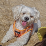 Clínica Veterinària Pou (Platja d'Aro)