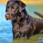 Clínica Veterinària Animalia (Altafulla)