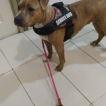 Clínica 4Potes.com - Veterinario (Torredembarra)