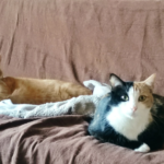 Clínica Nova Veterinària (Tarragona)