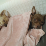 Clínica Veterinària Pou (Platja d'Aro)