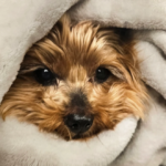 Clínica Veterinària Rodamón (Blanes)