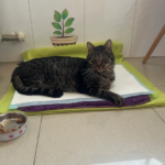 Clínica Veterinària Quissos (Girona)